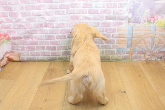 福島県のミニチュアダックスフンド(ロング) (Coo&RIKU福島店/2025年9月16日生まれ/男の子/イエロー)の子犬の4枚目の画像