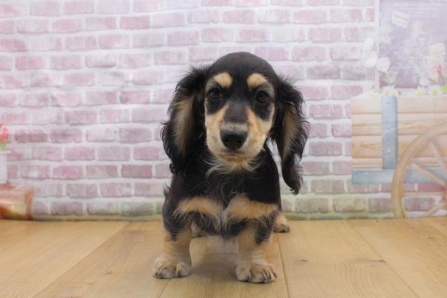 福島県のミニチュアダックスフンド(ロング) (Coo&RIKU郡山店/2025年9月16日生まれ/女の子/ブラックイエロー)の子犬の1枚目の画像