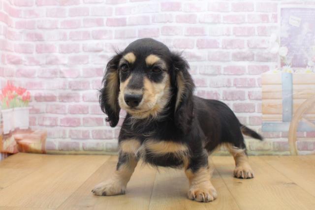 福島県のミニチュアダックスフンド(ロング) (Coo&RIKU郡山店/2025年9月16日生まれ/女の子/ブラックイエロー)の子犬の2枚目の画像