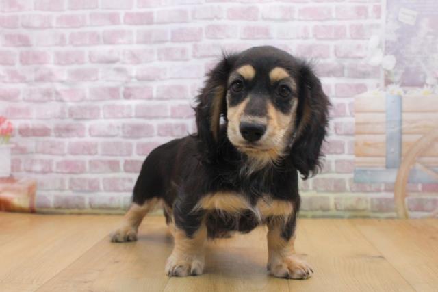 福島県のミニチュアダックスフンド(ロング) (Coo&RIKU郡山店/2025年9月16日生まれ/女の子/ブラックイエロー)の子犬の3枚目の画像