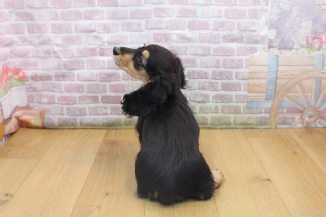 福島県のミニチュアダックスフンド(ロング) (Coo&RIKU郡山店/2025年9月16日生まれ/女の子/ブラックイエロー)の子犬の4枚目の画像