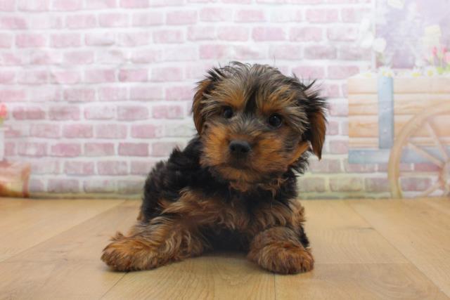 栃木県のヨークシャーテリア (Coo&RIKU宇都宮店/2025年9月16日生まれ/男の子/スチールブルータン)の子犬の1枚目の画像