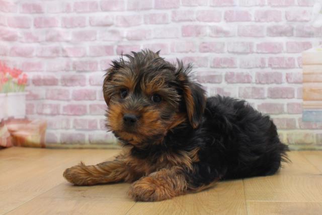 栃木県のヨークシャーテリア (Coo&RIKU宇都宮店/2025年9月16日生まれ/男の子/スチールブルータン)の子犬の2枚目の画像