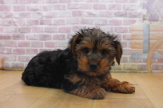 栃木県のヨークシャーテリア (Coo&RIKU宇都宮店/2025年9月16日生まれ/男の子/スチールブルータン)の子犬の3枚目の画像