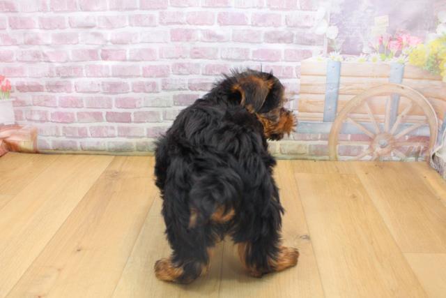 栃木県のヨークシャーテリア (Coo&RIKU宇都宮店/2025年9月16日生まれ/男の子/スチールブルータン)の子犬の4枚目の画像