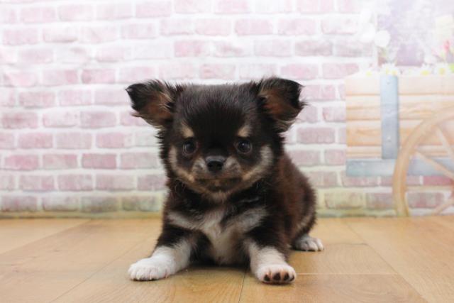 福島県のチワワ(ロング) (Coo&RIKU福島店/2025年9月16日生まれ/男の子/ブラックタンホワイト)の子犬の1枚目の画像