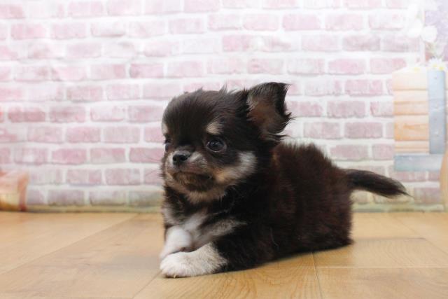 福島県のチワワ(ロング) (Coo&RIKU福島店/2025年9月16日生まれ/男の子/ブラックタンホワイト)の子犬の2枚目の画像