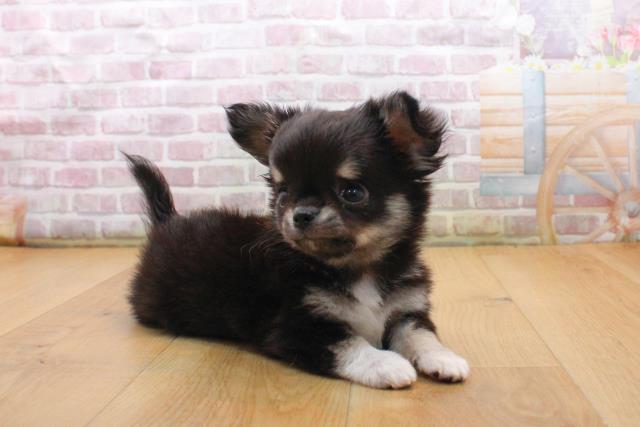 福島県のチワワ(ロング) (Coo&RIKU福島店/2025年9月16日生まれ/男の子/ブラックタンホワイト)の子犬の3枚目の画像