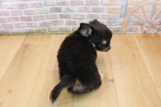 福島県のチワワ(ロング) (Coo&RIKU福島店/2025年9月16日生まれ/男の子/ブラックタンホワイト)の子犬の4枚目の画像