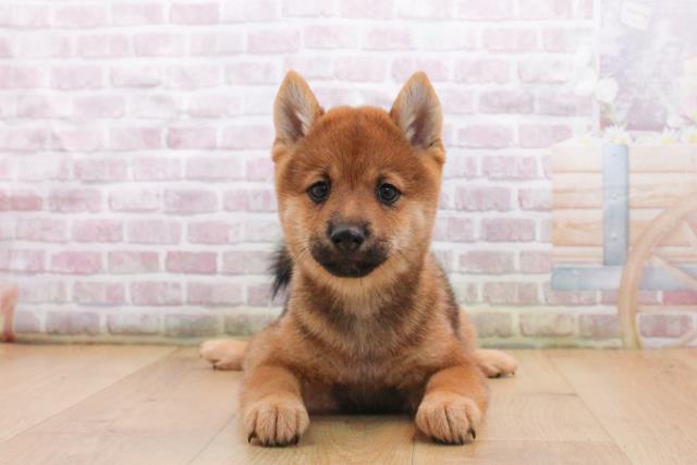 福島県の豆柴 (Coo&RIKU郡山店/2025年9月17日生まれ/男の子/赤)の子犬の1枚目の画像