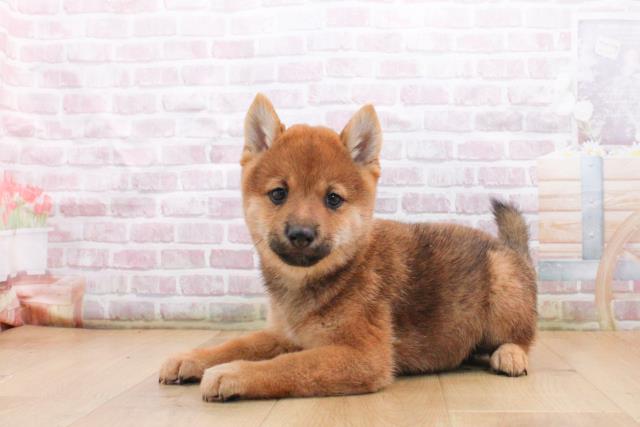 福島県の豆柴 (Coo&RIKU郡山店/2025年9月17日生まれ/男の子/赤)の子犬の2枚目の画像