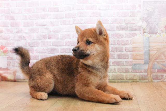 福島県の豆柴 (Coo&RIKU郡山店/2025年9月17日生まれ/男の子/赤)の子犬の3枚目の画像