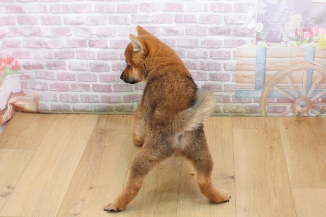 福島県の豆柴 (Coo&RIKU郡山店/2025年9月17日生まれ/男の子/赤)の子犬の4枚目の画像