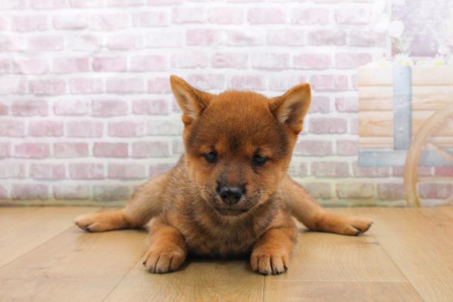 宮城県の豆柴 (Coo&RIKU仙台太白店/2025年9月17日生まれ/女の子/赤)の子犬の1枚目の画像