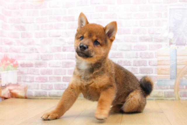 宮城県の豆柴 (Coo&RIKU仙台太白店/2025年9月17日生まれ/女の子/赤)の子犬の2枚目の画像