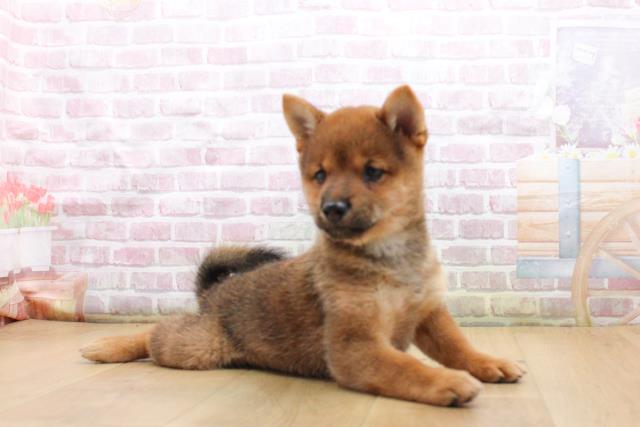 宮城県の豆柴 (Coo&RIKU仙台太白店/2025年9月17日生まれ/女の子/赤)の子犬の3枚目の画像