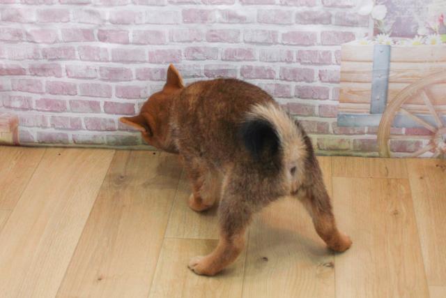 宮城県の豆柴 (Coo&RIKU仙台太白店/2025年9月17日生まれ/女の子/赤)の子犬の4枚目の画像