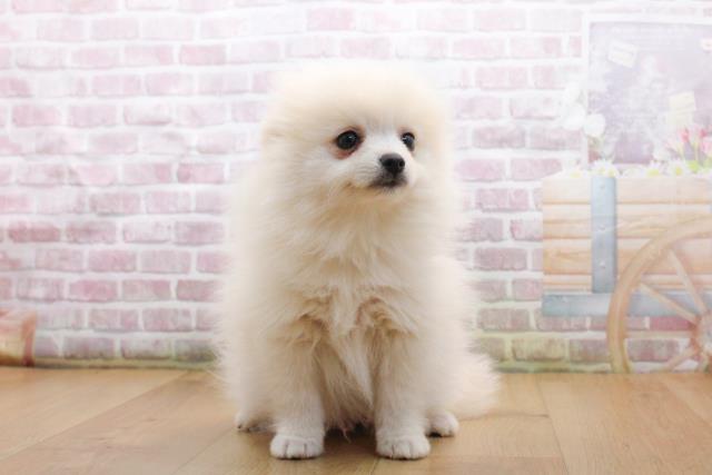 福島県のポメラニアン (Coo&RIKU福島店/2025年9月17日生まれ/男の子/クリーム)の子犬の1枚目の画像