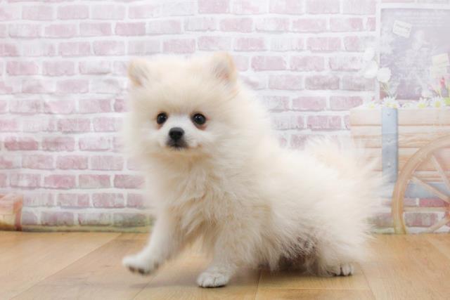 福島県のポメラニアン (Coo&RIKU福島店/2025年9月17日生まれ/男の子/クリーム)の子犬の2枚目の画像