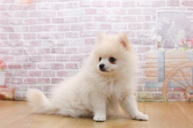 福島県のポメラニアン (Coo&RIKU福島店/2025年9月17日生まれ/男の子/クリーム)の子犬の3枚目の画像