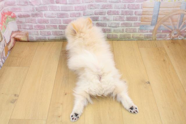 福島県のポメラニアン (Coo&RIKU福島店/2025年9月17日生まれ/男の子/クリーム)の子犬の4枚目の画像