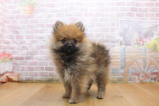 青森県のポメラニアン (Coo&RIKU青森店/2025年9月17日生まれ/男の子/オレンジセーブル)の子犬の2枚目の画像