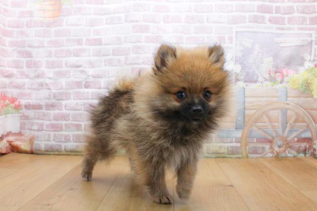 青森県のポメラニアン (Coo&RIKU青森店/2025年9月17日生まれ/男の子/オレンジセーブル)の子犬の3枚目の画像