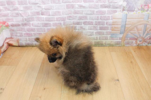 青森県のポメラニアン (Coo&RIKU青森店/2025年9月17日生まれ/男の子/オレンジセーブル)の子犬の4枚目の画像