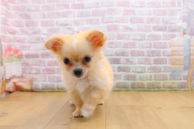 栃木県のチワワ(ロング) (Coo&RIKU宇都宮店/2025年9月3日生まれ/男の子/クリームホワイト)の子犬の1枚目の画像