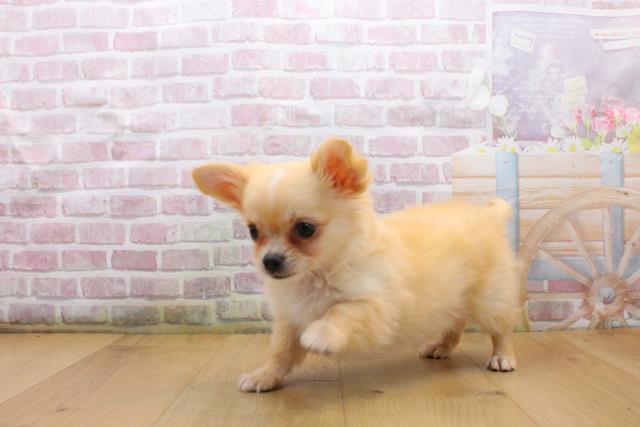 栃木県のチワワ(ロング) (Coo&RIKU宇都宮店/2025年9月3日生まれ/男の子/クリームホワイト)の子犬の2枚目の画像