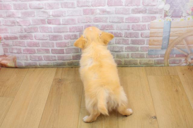 栃木県のチワワ(ロング) (Coo&RIKU宇都宮店/2025年9月3日生まれ/男の子/クリームホワイト)の子犬の4枚目の画像