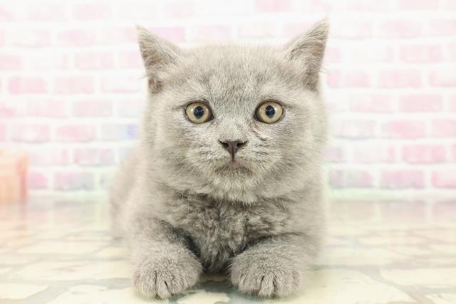 東京都のブリティッシュショートヘアー (Coo&RIKU阿佐ヶ谷店/2025年9月18日生まれ/女の子/ブルー)の子猫の1枚目の画像