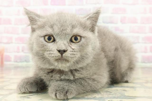 東京都のブリティッシュショートヘアー (Coo&RIKU阿佐ヶ谷店/2025年9月18日生まれ/女の子/ブルー)の子猫の2枚目の画像