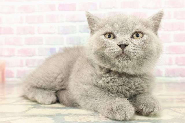 東京都のブリティッシュショートヘアー (Coo&RIKU阿佐ヶ谷店/2025年9月18日生まれ/女の子/ブルー)の子猫の3枚目の画像