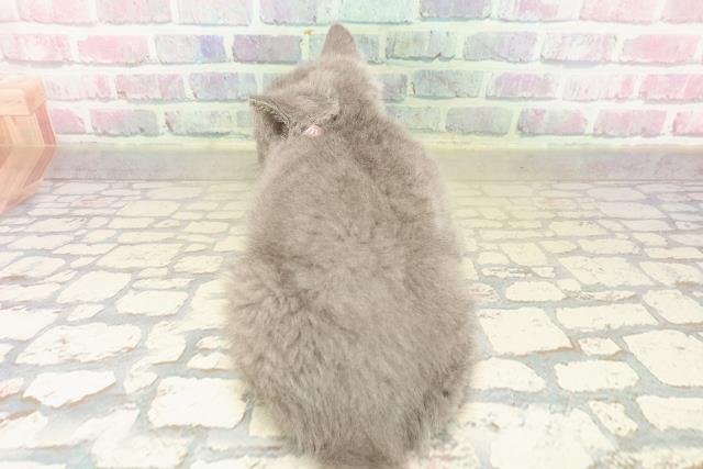 東京都のブリティッシュショートヘアー (Coo&RIKU阿佐ヶ谷店/2025年9月18日生まれ/女の子/ブルー)の子猫の4枚目の画像