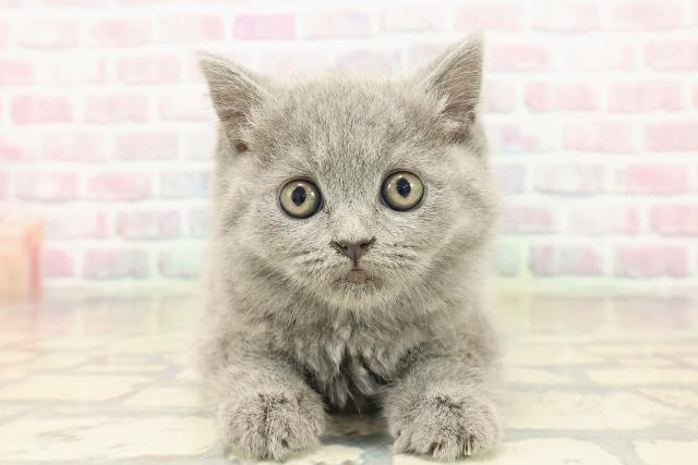 青森県のブリティッシュショートヘアー (Coo&RIKU八戸店/2025年9月18日生まれ/女の子/ブルー)の子猫の1枚目の画像