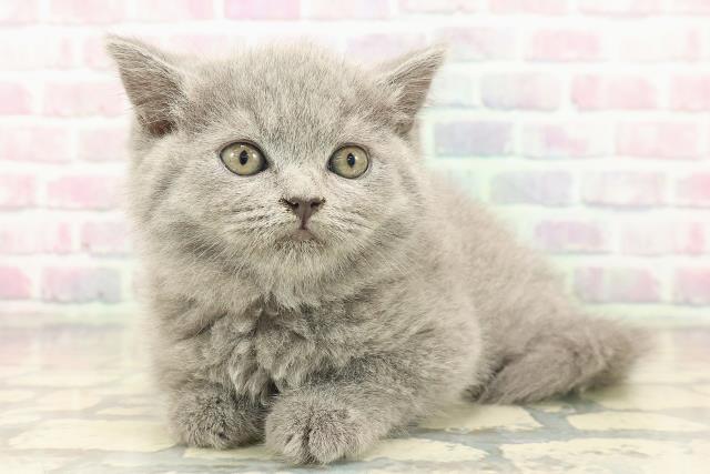 青森県のブリティッシュショートヘアー (Coo&RIKU八戸店/2025年9月18日生まれ/女の子/ブルー)の子猫の2枚目の画像