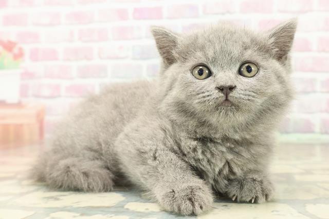 青森県のブリティッシュショートヘアー (Coo&RIKU八戸店/2025年9月18日生まれ/女の子/ブルー)の子猫の3枚目の画像