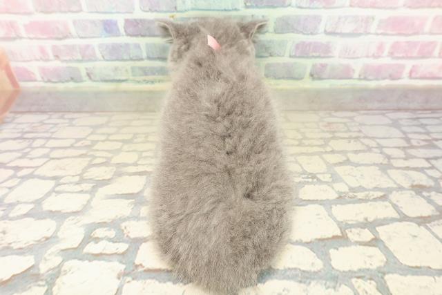 青森県のブリティッシュショートヘアー (Coo&RIKU八戸店/2025年9月18日生まれ/女の子/ブルー)の子猫の4枚目の画像