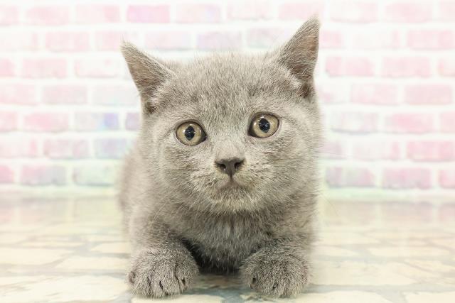 北海道のブリティッシュショートヘアー (Coo&RIKU釧路店/2025年9月18日生まれ/女の子/ブルー)の子猫の1枚目の画像
