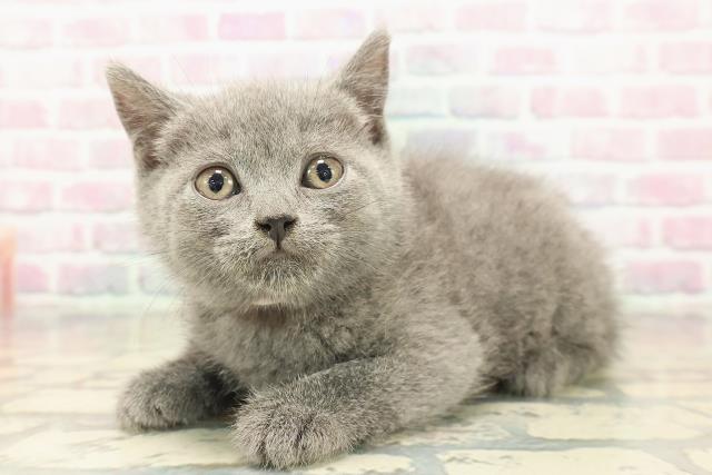 北海道のブリティッシュショートヘアー (Coo&RIKU釧路店/2025年9月18日生まれ/女の子/ブルー)の子猫の2枚目の画像