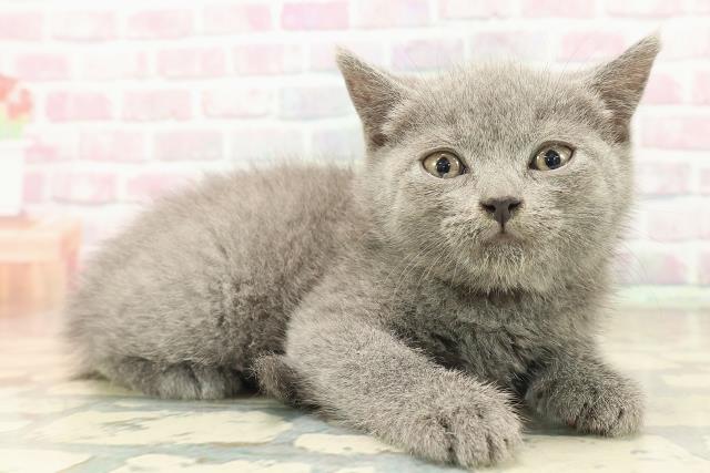 北海道のブリティッシュショートヘアー (Coo&RIKU釧路店/2025年9月18日生まれ/女の子/ブルー)の子猫の3枚目の画像