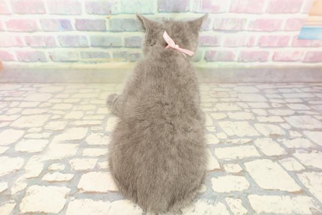 北海道のブリティッシュショートヘアー (Coo&RIKU釧路店/2025年9月18日生まれ/女の子/ブルー)の子猫の4枚目の画像