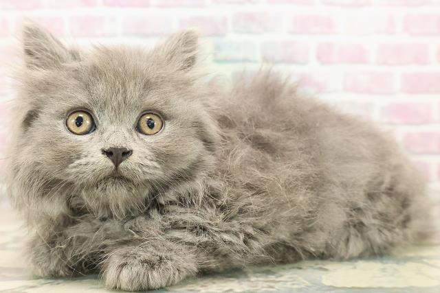 青森県のブリティッシュロングヘアー (Coo&RIKU八戸店/2025年9月18日生まれ/女の子/ブルー)の子猫の2枚目の画像