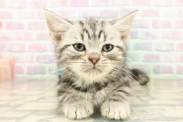 東京都のアメリカンショートヘアー (Coo&RIKU広尾店/2025年9月17日生まれ/男の子/シルバークラシックタビー)の子猫の1枚目の画像