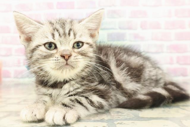 東京都のアメリカンショートヘアー (Coo&RIKU広尾店/2025年9月17日生まれ/男の子/シルバークラシックタビー)の子猫の2枚目の画像