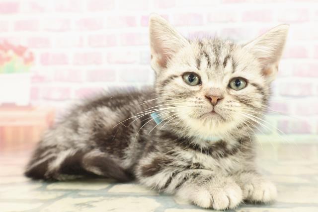 東京都のアメリカンショートヘアー (Coo&RIKU広尾店/2025年9月17日生まれ/男の子/シルバークラシックタビー)の子猫の3枚目の画像
