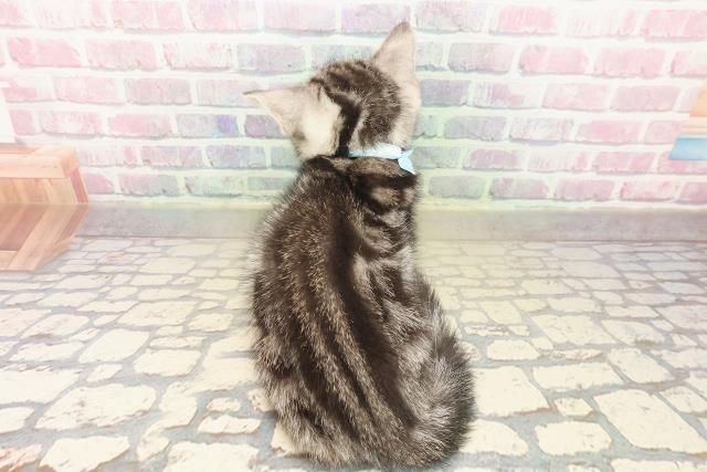 東京都のアメリカンショートヘアー (Coo&RIKU広尾店/2025年9月17日生まれ/男の子/シルバークラシックタビー)の子猫の4枚目の画像