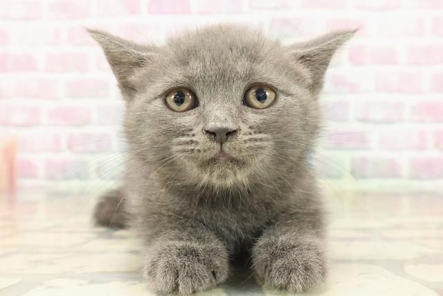 東京都のブリティッシュショートヘアー (Coo&RIKU池袋西口店/2025年9月18日生まれ/男の子/ブルー)の子猫の1枚目の画像