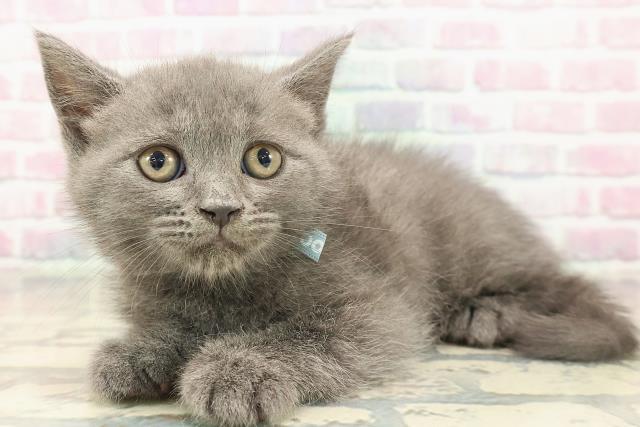 東京都のブリティッシュショートヘアー (Coo&RIKU池袋西口店/2025年9月18日生まれ/男の子/ブルー)の子猫の2枚目の画像